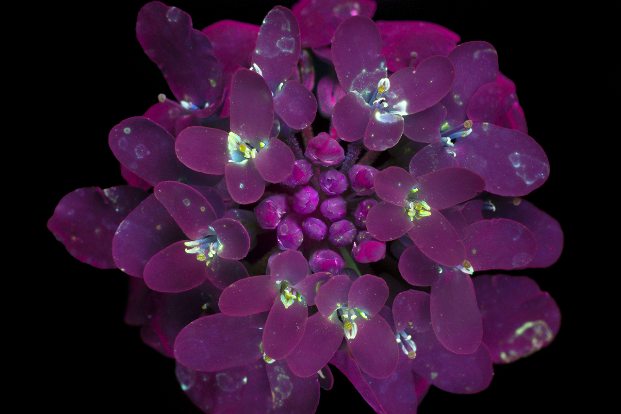 Glowing Flowers by photographer Craig Burrows #artpeople